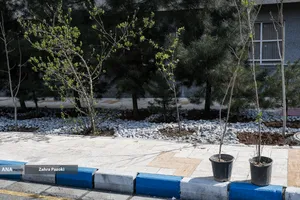 کاشت نهال امید