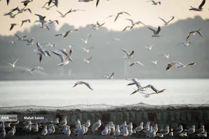 طيور سيبيريا تحلّ ضيوفاً على بحيرة جيتكر