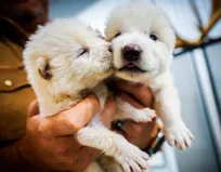 زنده کردن دوباره «گرگ غول‌پیکر» که ۱۲,۵۰۰ سال پیش منقرض شده بود