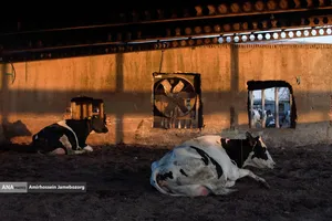 رفع محرومیت با تولید ملی - گاوداری