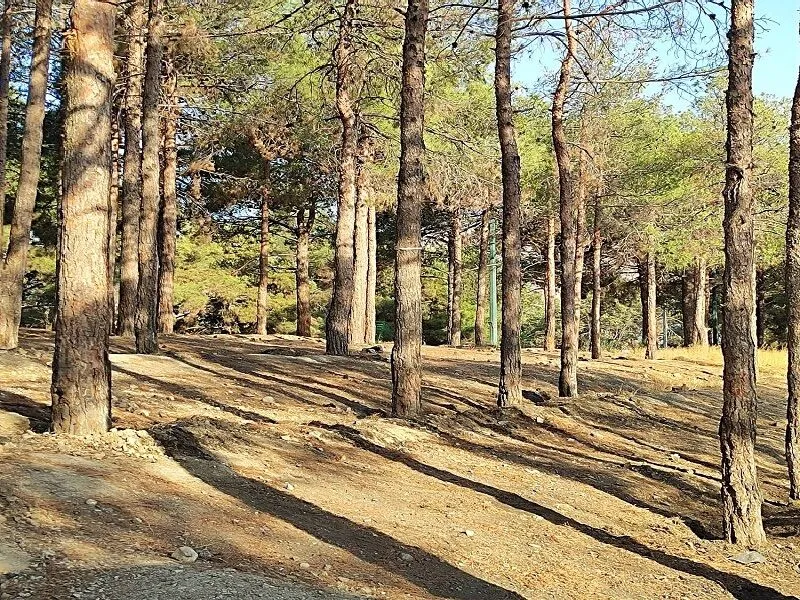 چیتگر