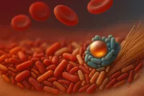 مکمل جدید آهن، کم‌خونی را بدون آسیب رساندن به روده درمان می‌کند