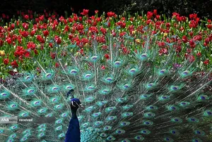 یکی از دو طاووسی نادر در هالند پارک، لندن 