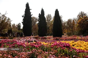 گل های داوودی