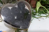 محصولی عملگرا که به درمان سنگ کلیه و بهبود دستگاه گوارش کمک می‌کند