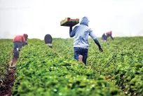 سرمایه‌گذاری بخش کشاورزی به ۱۳۰ همت رسید