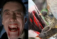 راز مخوف سهره خون‌آشام/ از دراکولای دنیای پرندگان چه می‌دانید؟