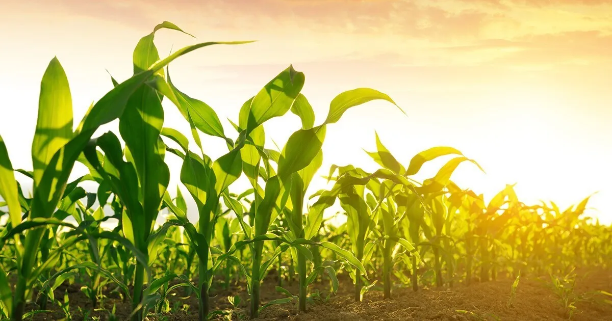 Researchers Identify Elusive Carbon Dioxide Sensor in Plants to Control Water Loss
