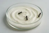 ماست با طعم مورچه