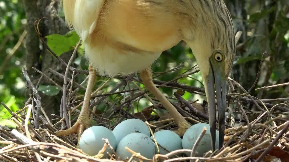 «پیش از آن که منقرض شوند»؛ اولین مستند با فناوری هوش مصنوعی در مسیر تولید