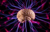 scientists-uncover-the-brain’s-secret-for-coordinating-fast-and-slow-information