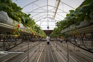 تولید ملی برای آبادانی مناطق محروم