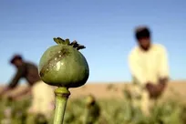 برخورد قاطع با کشت غیرمجاز خشخاش؛ از زارعان تا مسئولان متخلف