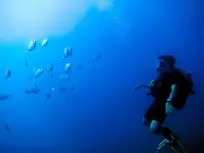 ماهی‌ها توانایی تشخیص انسان‌ها را از یکدیگر دارند