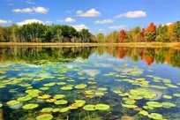 «تالاب انزلی»؛ منطقه مردابی و آب‌ماند یا اکوسیستم باتلاق و جنگل