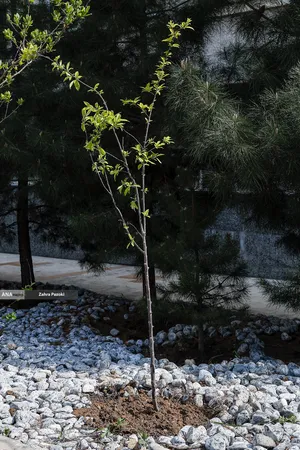 کاشت نهال امید