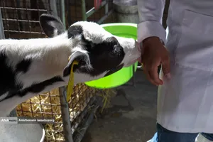 رفع محرومیت با تولید ملی - گاوداری