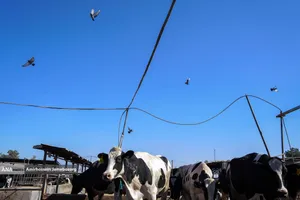 رفع محرومیت با تولید ملی - گاوداری