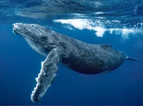 صدای نهنگ آبی از فاصله ۸۰۰ کیلومتری شنیده می‌شود
