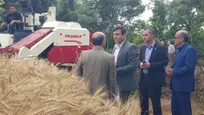 آغاز برداشت گندم از مزرعه آموزشی و تحقیقاتی دانشگاه آزاد اسلامی بابل