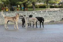 واکسیناسیون ۷۰ درصد سگ‌های پرسه‌زن، گام مؤثر برای رسیدن به صفر مرگ انسانی ناشی از هاری