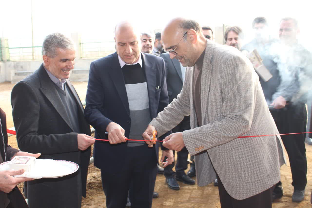 تولید گوسفند چندقلوزا در ساوه؛ گامی بلند برای درآمدزایی پژوهش‌محور دانشگاه آزاد