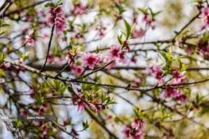 تهران بدون دود