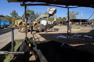 رفع محرومیت با تولید ملی - گاوداری