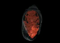 کشف زنبور‌های مومیایی ۳ هزارساله در پرتغال