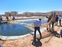 آغاز صید قزل‌آلا از استخر پرورش ماهی دانشگاه آزاد اشکذر