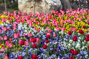 تهران بدون دود