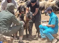 معاینه ۱۱ هزار و ۵۰۰ رأس دام در اردوی جهادی دانشجویان دامپزشکی