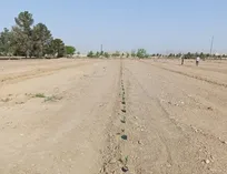 آغاز کاشت نهال پسته در مزرعه تحقیقاتی دانشگاه آزاد دامغان