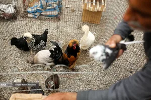 جمعه&zwnj; بازار &laquo;جویبار&raquo;