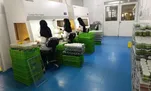 تولید انبوه نشا و نهال با فناوری نوین؛ آزمایشگاه کشت بافت «پُرآور یاخته» در دانشگاه آزاد ورامین