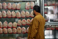 ثبات تولید مرغ در اوج بحران؛ تولیدکنندگان زیر قیمت تمام‌شده برای حفظ سفره مردم می‌جنگند