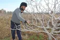 احیای مزرعه پژوهشی دانشگاه آزاد ساوه