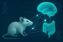 آلزایمر سیم‌کشی ایمنی روده را در موش‌ها دوباره تنظیم می‌کند