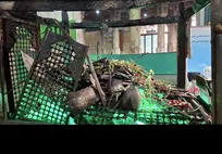 شناسایی و بازداشت عوامل آتش زدن حرم امام‌زاده سبزقبا در دزفول