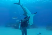 اگر کوسه‌ها را وارونه کنید بی‌هوش می‌شوند!