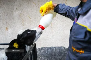 خودکفایی در تولید شیر