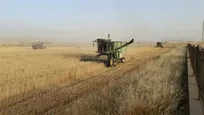 برداشت بیش از ۲۰ تن گندم از مزارع تحقیقاتی دانشگاه آزاد دهدشت