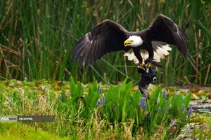 عقاب شکارچی در  پارک تالاب اورلاندو در ایالت فلوریدا آمریکا