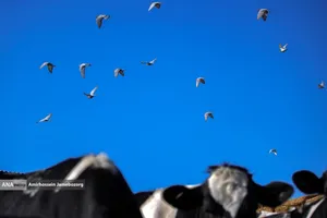 رفع محرومیت با تولید ملی - گاوداری