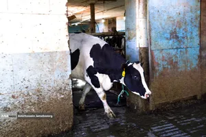 رفع محرومیت با تولید ملی - گاوداری