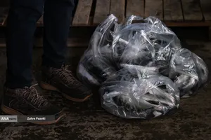 برداشت شب یلدایی ماهی قزل آلا