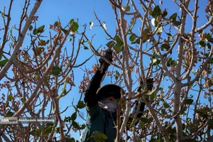 تولید برای محرومیت زدایی - باغ پسته