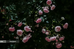 باغ گیاهشناسی ایران