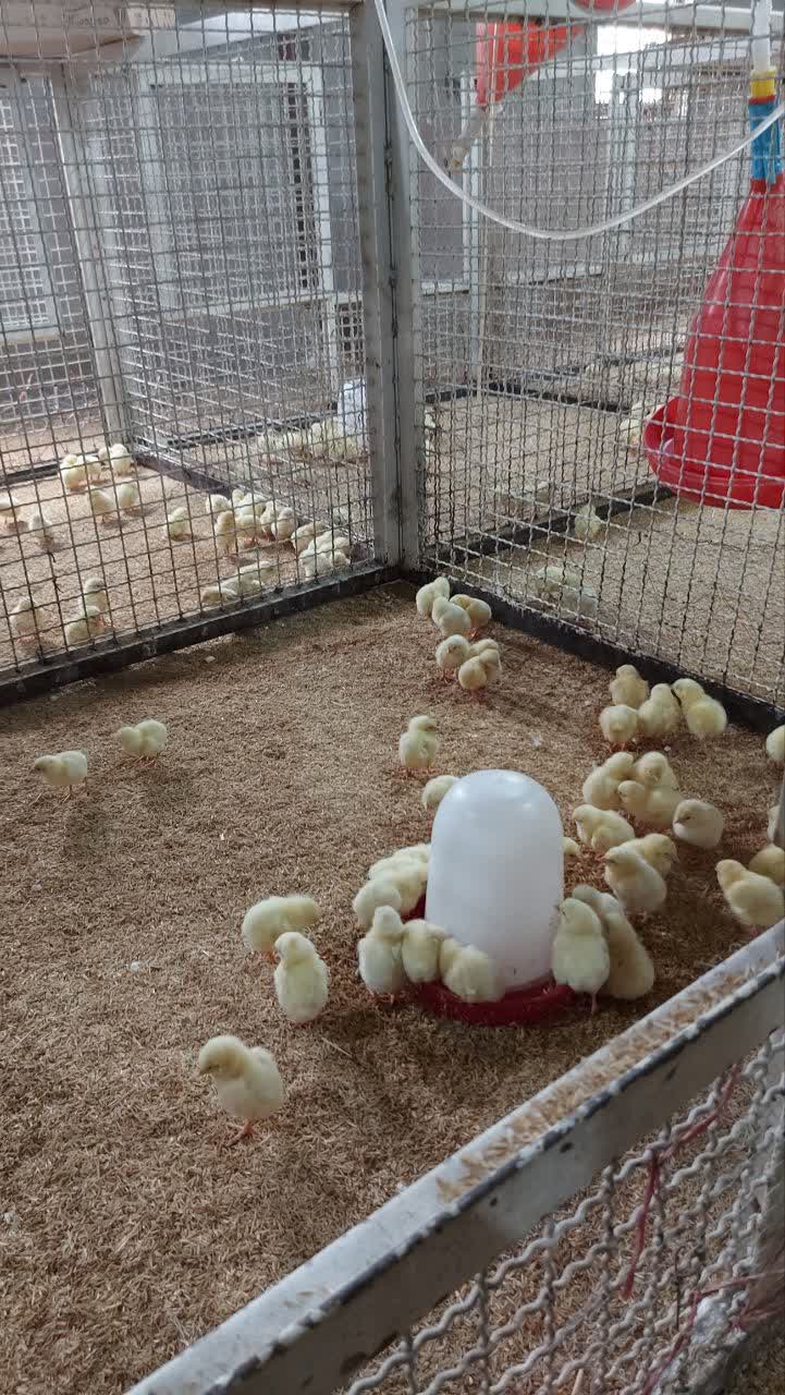 فیلم و عکس| از انبار خاک‌خورده تا مرکز تولیدی ۷۰ باکس تحقیقاتی؛ مجتمع مرغداری یاسوج با ظرفیت ۵ هزار قطعه جوجه گوشتی کلید خورد