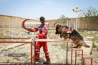 نقش موثر سگ‌های زنده‌یاب در جنگ تحمیلی ۱۲ روزه